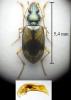 Bembidion cruciatum
